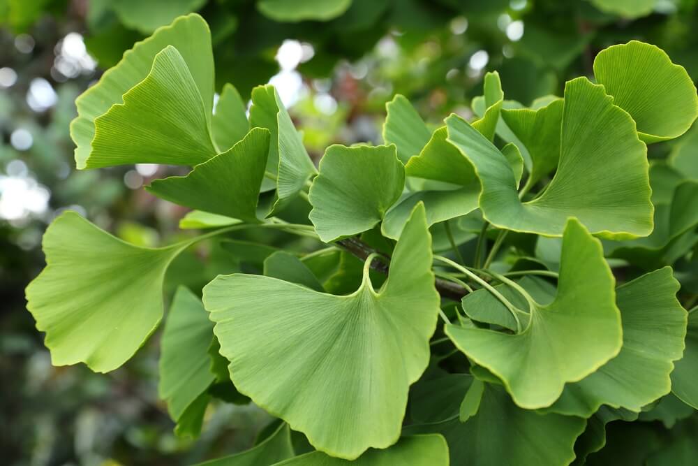 Here are 4 best uses of the Ginkgo Balba Tree for your health