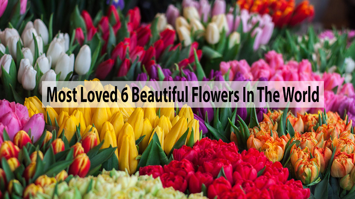 Know Most Loved 6 Beautiful Flowers In The World!!