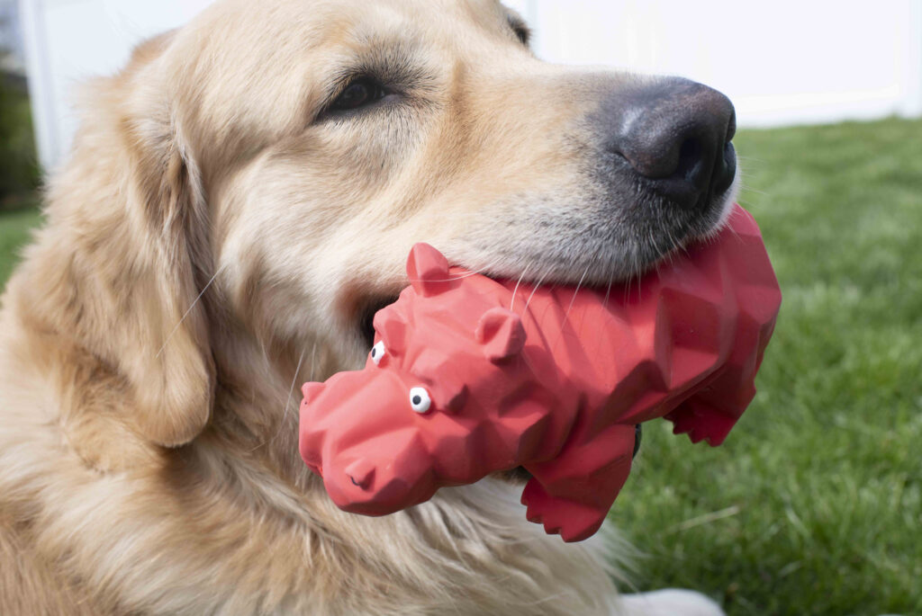 Why Do Dogs Love Squeaky Toys So Much￼