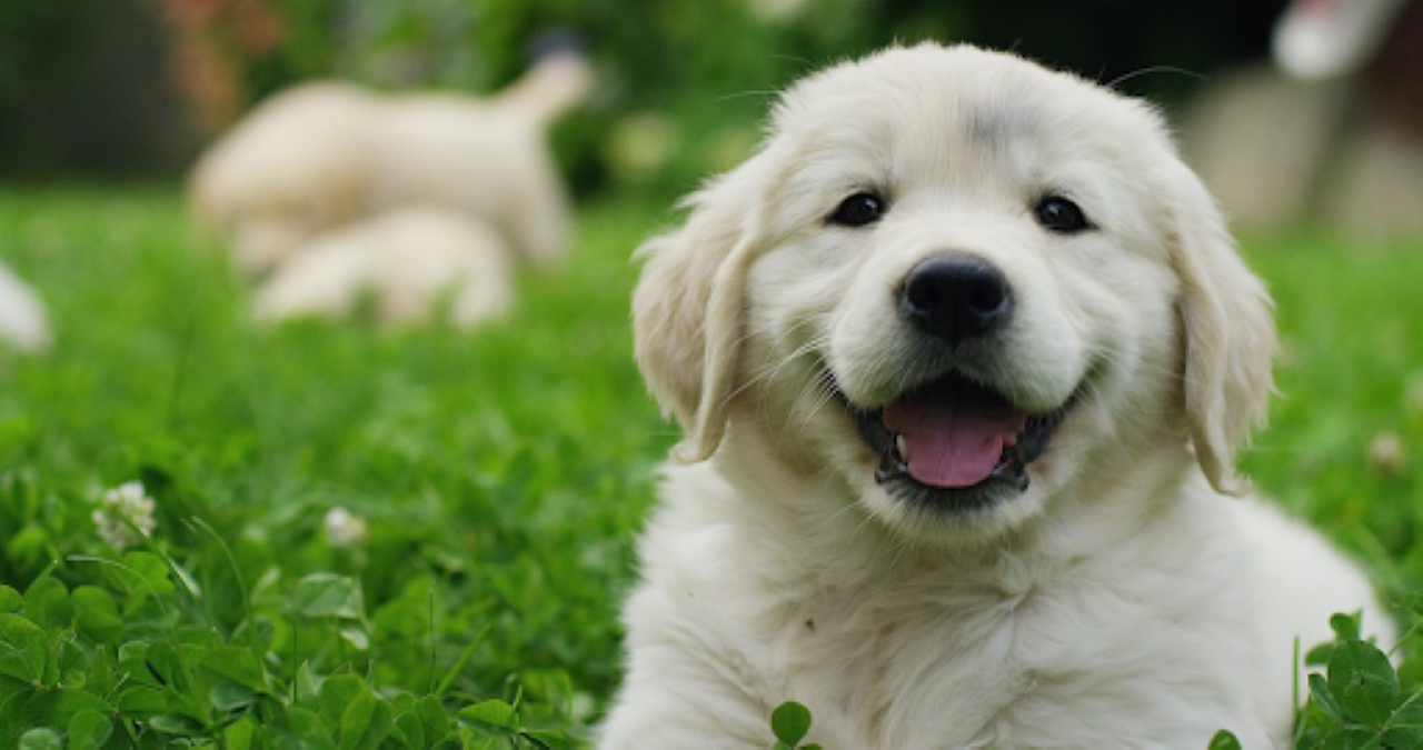 Want a Puppy? Here's What to Consider First